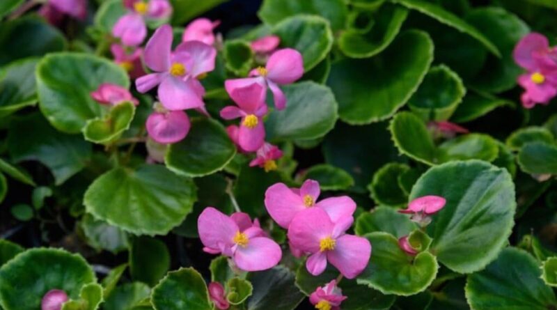 Macam Bunga Begonia Yang Memperindah Taman Anda