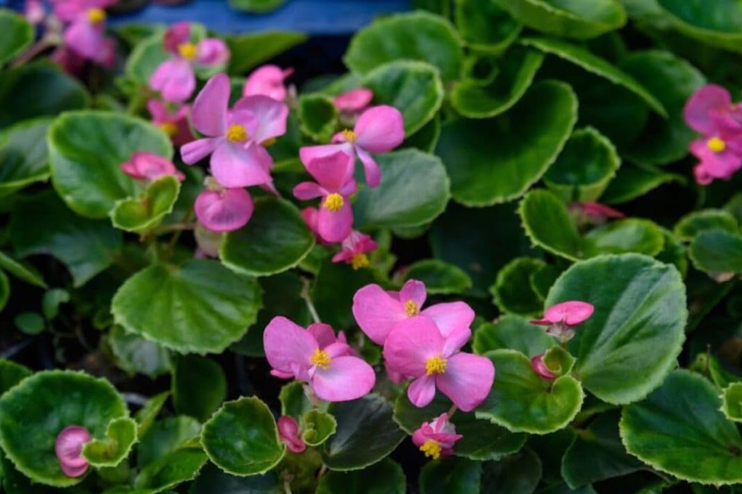 Macam Bunga Begonia Yang Memperindah Taman Anda