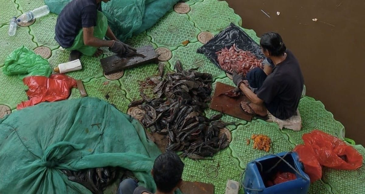 Abon Ikan Sapu‑Sapu Ternyata Punya Kandungan Protein Tinggi
