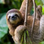 Binatang Sloth Ciri Khas Gerakan Lambatnya Yang Unik