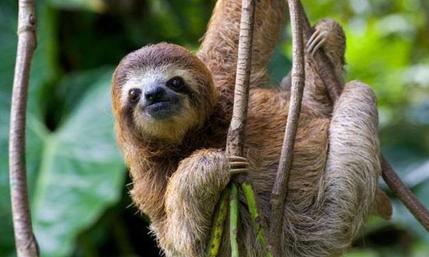 Binatang Sloth Ciri Khas Gerakan Lambatnya Yang Unik