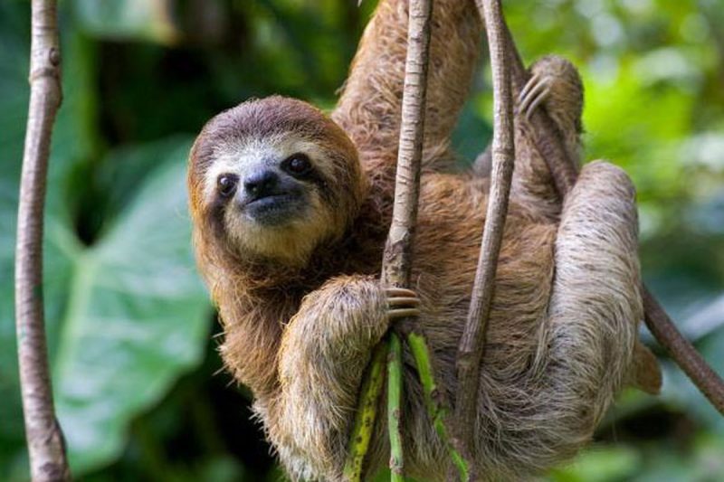 Binatang Sloth