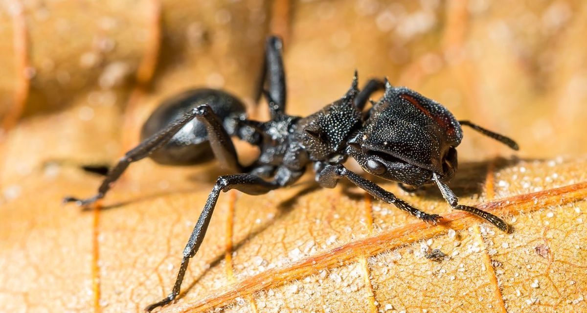 Spesies Semut Peluru Sengatannya Sangat Menyakitkan