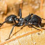 Spesies Semut Peluru Sengatannya Sangat Menyakitkan