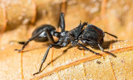 Spesies Semut Peluru Sengatannya Sangat Menyakitkan