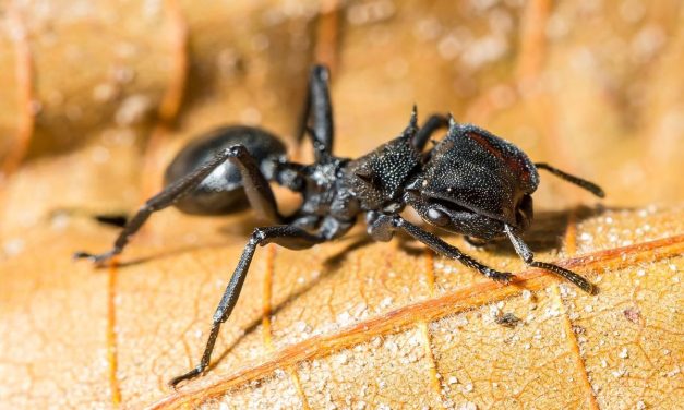 Spesies Semut Peluru Sengatannya Sangat Menyakitkan