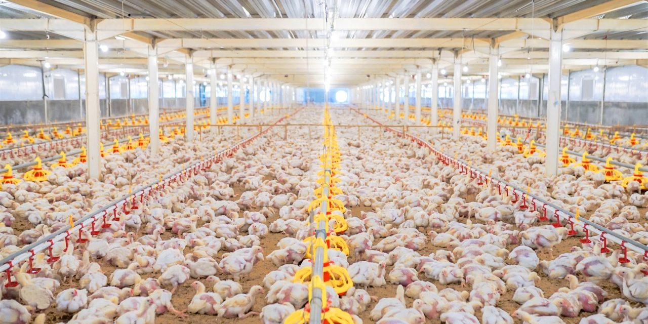 Usaha Ternak Ayam Broiler, Bisnis Yang Populer Di Indonesia