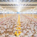 Usaha Ternak Ayam Broiler, Bisnis Yang Populer Di Indonesia