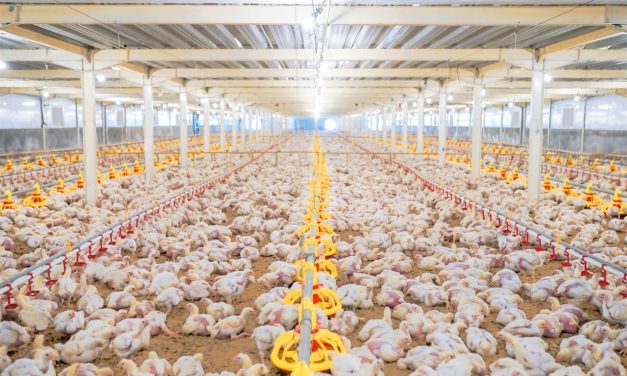 Usaha Ternak Ayam Broiler, Bisnis Yang Populer Di Indonesia