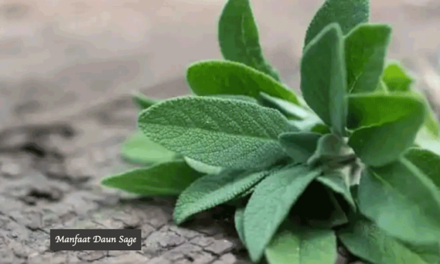 Daun Sage Memiliki Khasiat Kesehatan Yang Beragam