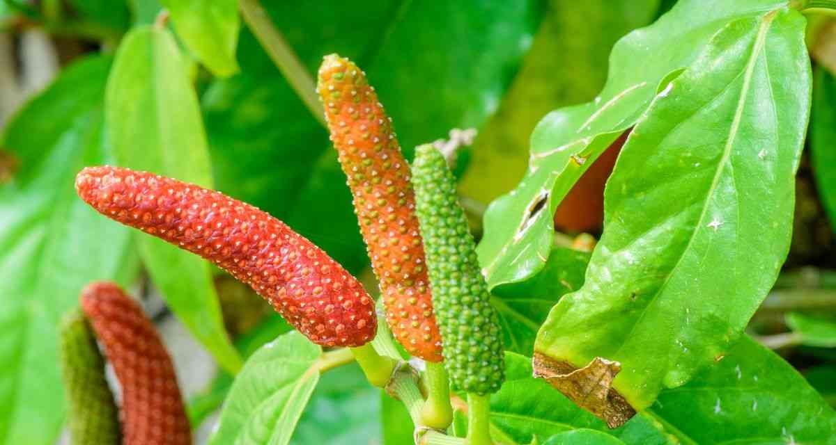 Kegunaan Cabe Jawa Yang Mendukung Stamina Lebih Baik