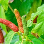 Kegunaan Cabe Jawa Yang Mendukung Stamina Lebih Baik