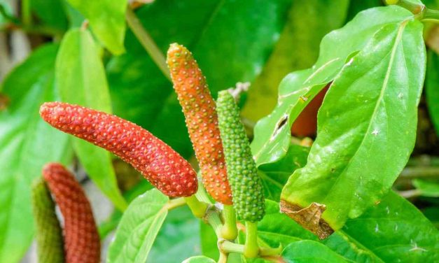 Kegunaan Cabe Jawa Yang Mendukung Stamina Lebih Baik
