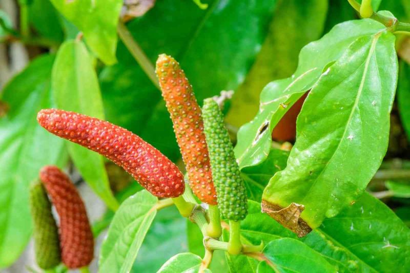 Kegunaan Cabe Jawa