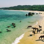 Eksotisme Pulau Sumba, Tradisi, Alam Dan Budaya