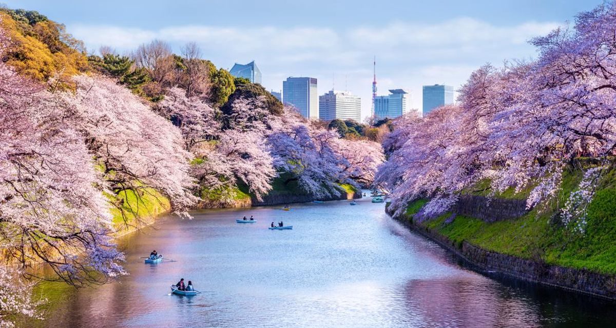 Keindahan Bunga Sakura Memiliki Makna Simbolis Mendalam