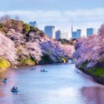 Keindahan Bunga Sakura Memiliki Makna Simbolis Mendalam