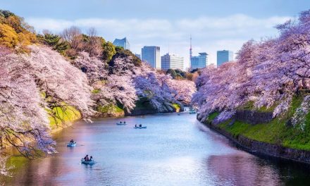 Keindahan Bunga Sakura Memiliki Makna Simbolis Mendalam