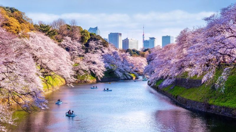 Keindahan Bunga Sakura