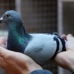 Merpati Pos Simbol Ketepatan Dan Kepercayaan Mengirim Pesan