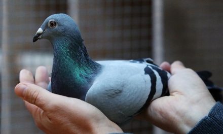 Merpati Pos Simbol Ketepatan Dan Kepercayaan Mengirim Pesan