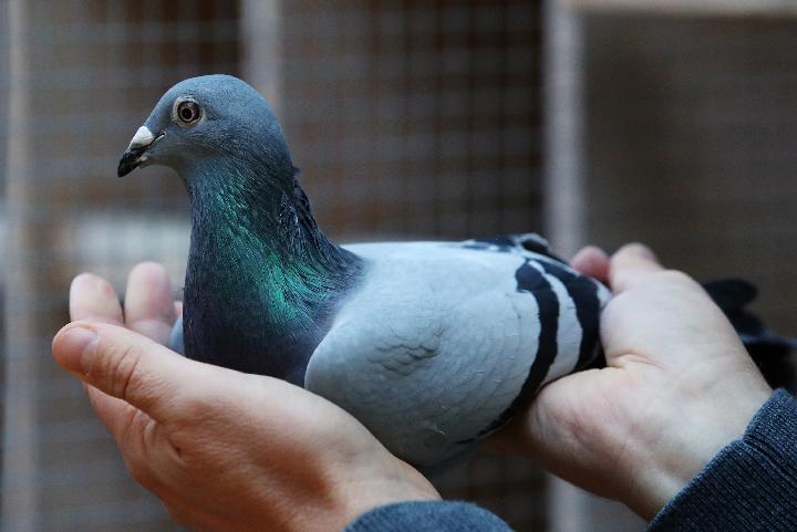 Merpati Pos