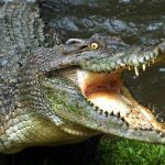 Buaya Tidak Bisa Menjulurkan Lidahnya, Apakah Benar?