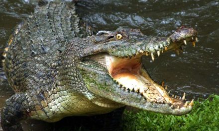 Buaya Tidak Bisa Menjulurkan Lidahnya, Apakah Benar?