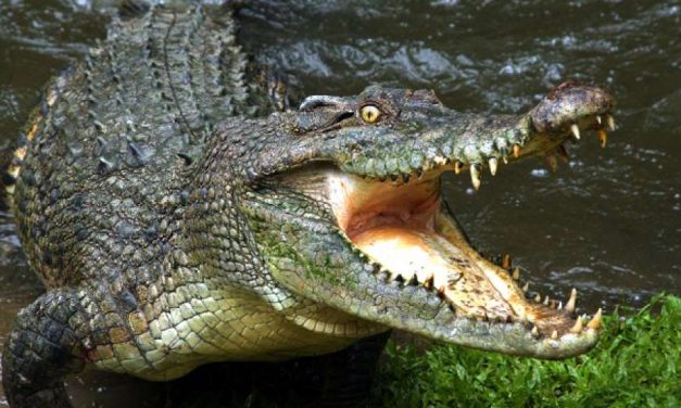 Buaya Tidak Bisa Menjulurkan Lidahnya, Apakah Benar?