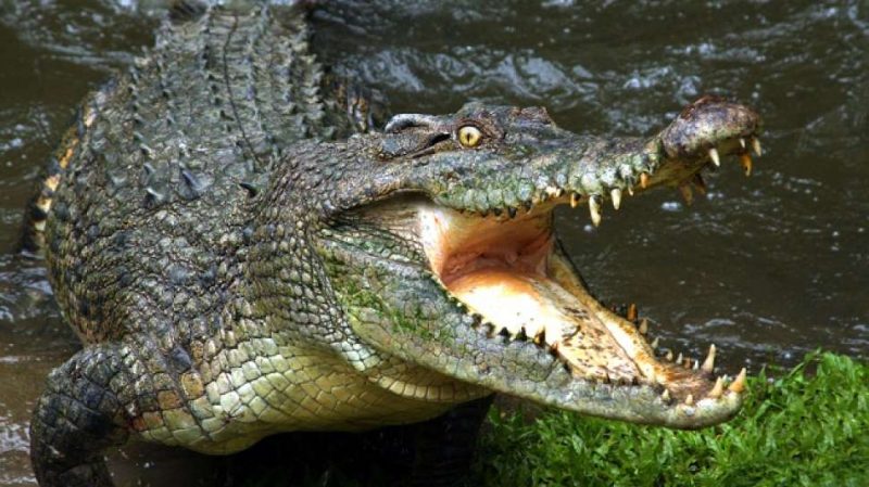 Buaya