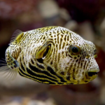 Ikan Buntal Ternyata Bisa Dimakan, Tapi Tidak Boleh Sembarangan