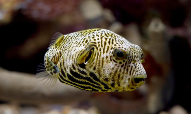 Ikan Buntal Ternyata Bisa Dimakan, Tapi Tidak Boleh Sembarangan