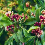 Tumbuhan Cengkeh Di Kenal Dengan Ciri Aroma Khasnya