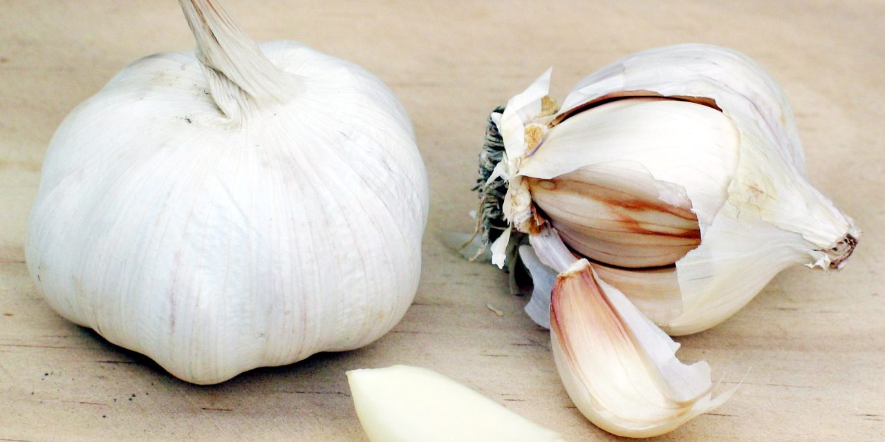 Allium Sativum Memiliki Banyak Manfaat, Simak Penjelasannya!
