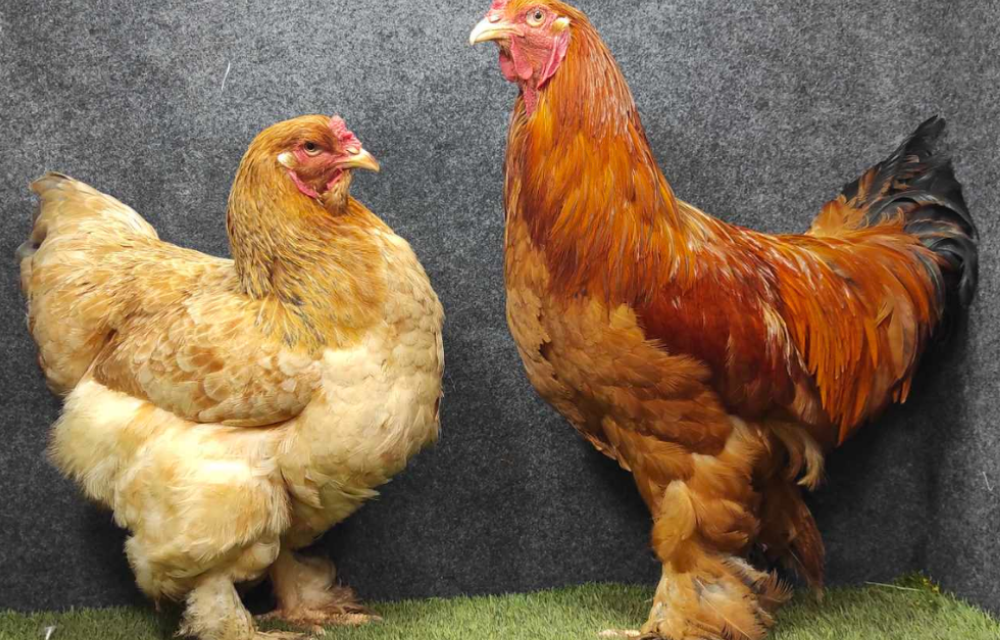 Ayam Brahma Keunikan Dalam Dunia Ayam Peliharaan