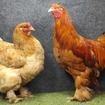 Ayam Brahma Keunikan Dalam Dunia Ayam Peliharaan