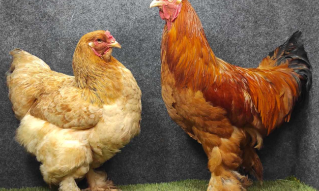 Ayam Brahma Keunikan Dalam Dunia Ayam Peliharaan