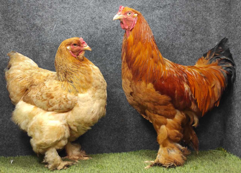 Ayam Brahma