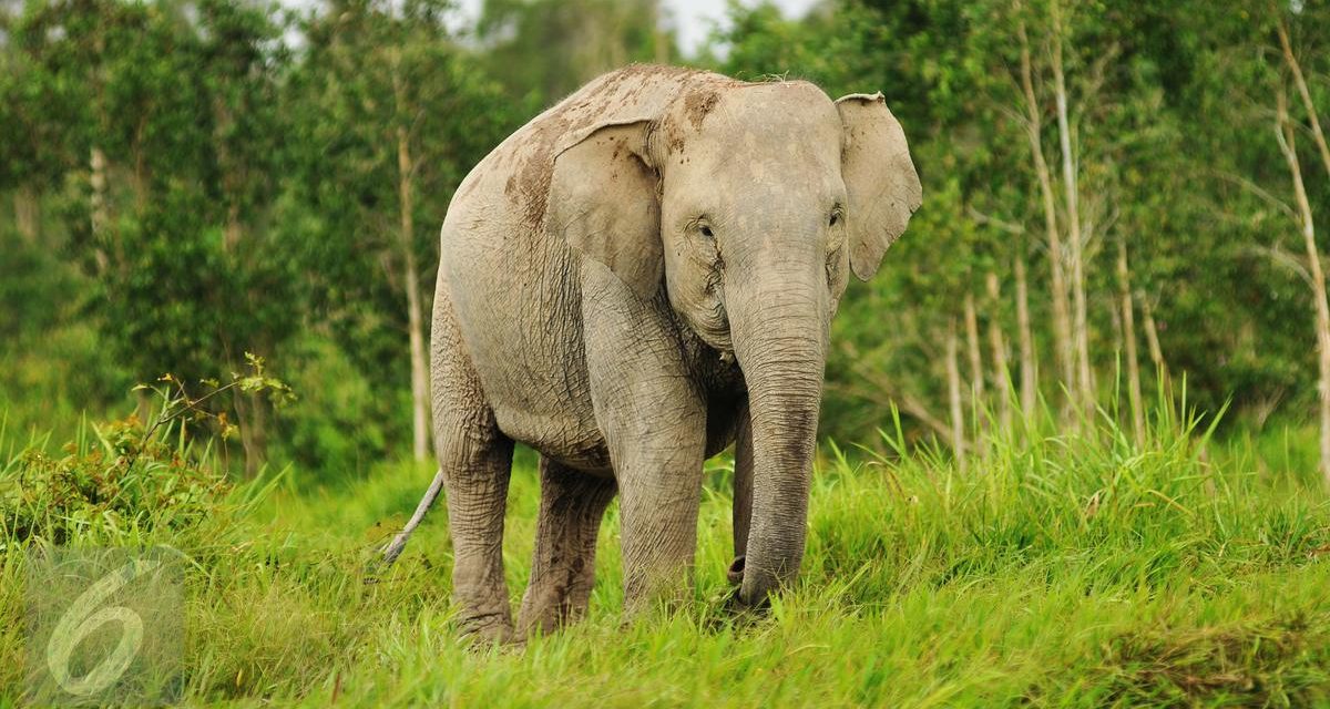 Gajah Sumatera, Satwa yang Terus Terancam Kehilangan Habitat