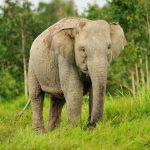Gajah Sumatera, Satwa yang Terus Terancam Kehilangan Habitat