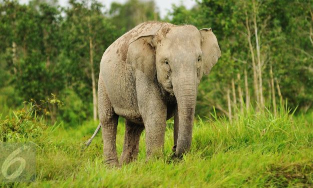 Gajah Sumatera, Satwa yang Terus Terancam Kehilangan Habitat