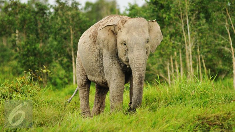 Gajah Sumatera