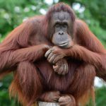 Primata Orang Utan Punya Kecerdasan Dan Juga Kemampuan Sosial