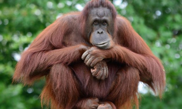 Primata Orang Utan Punya Kecerdasan Dan Juga Kemampuan Sosial