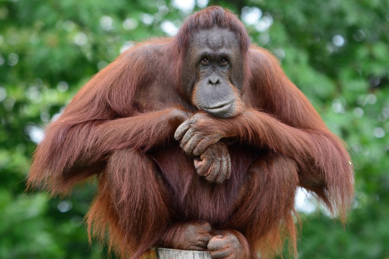 Primata Orang Utan Punya Kecerdasan Dan Juga Kemampuan Sosial