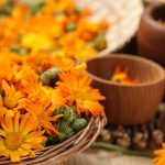Manfaat Calendula Yang Menakjubkan Untuk Kulit