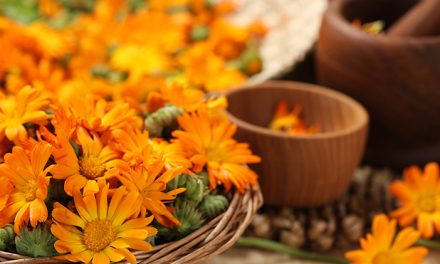 Manfaat Calendula Yang Menakjubkan Untuk Kulit