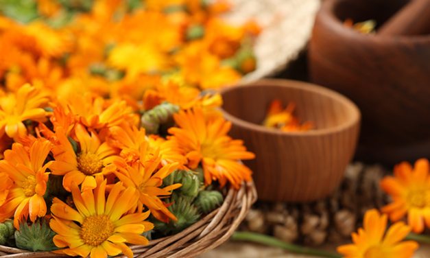Manfaat Calendula Yang Menakjubkan Untuk Kulit